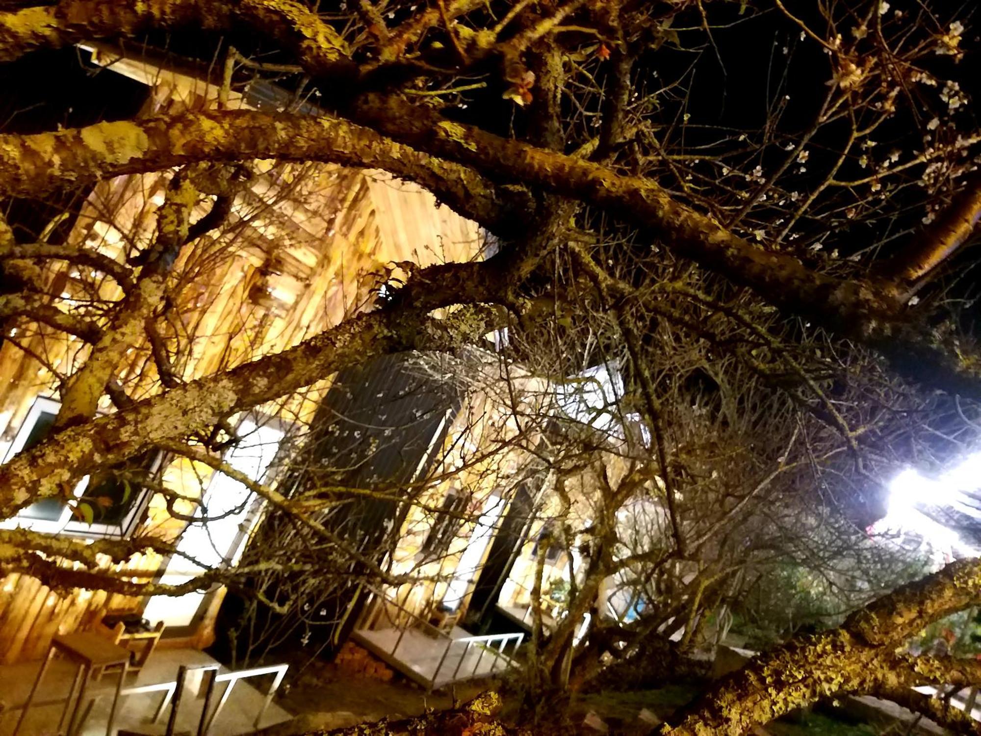 Eco House Moc Chau Bed and Breakfast Δωμάτιο φωτογραφία