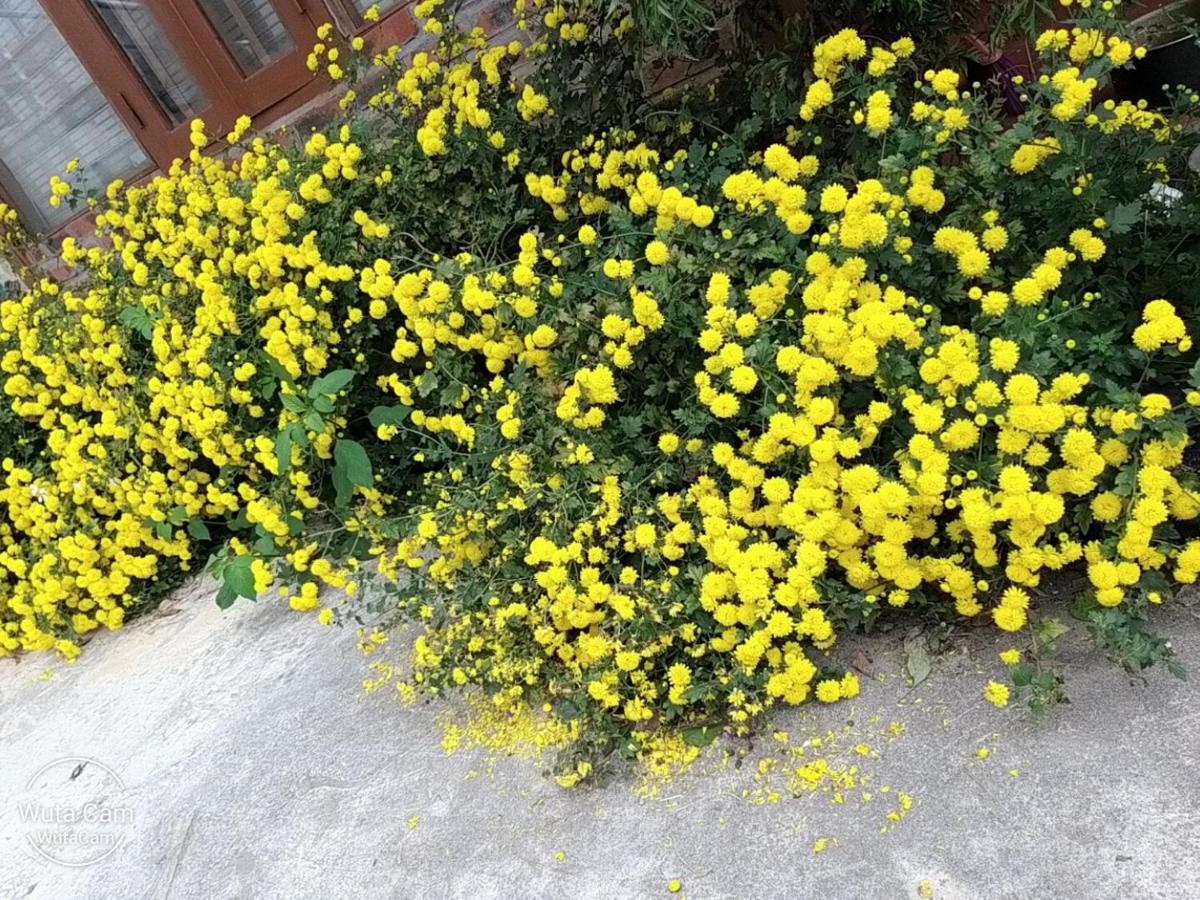 Eco House Moc Chau Bed and Breakfast Εξωτερικό φωτογραφία